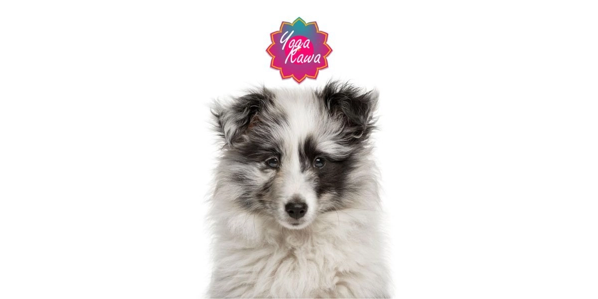 Event image for Puppy Yoga by Yoga Kawa Mississauga Sheltie Puppies