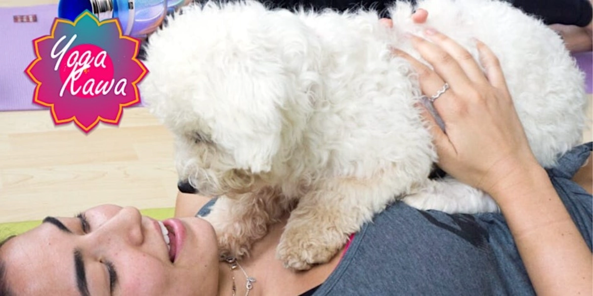 Event image for Puppy Yoga (Kid-Friendly) by Yoga Kawa Markham with Bichon Poodle puppies