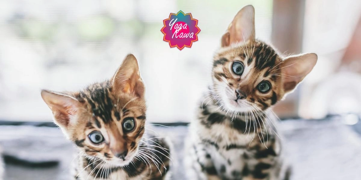 Image d'événement pour Kitten Yoga by Yoga Kawa Mississauga Bengal Kittens