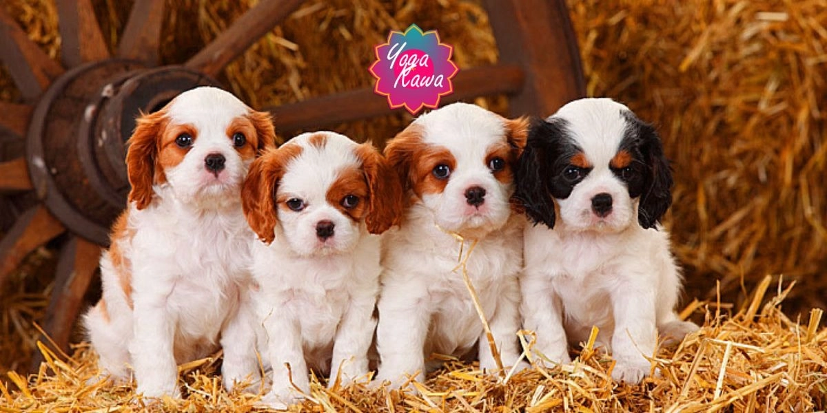 Image d'événement pour Puppy Yoga by Yoga Kawa Hamilton Cavachon & Cavalier