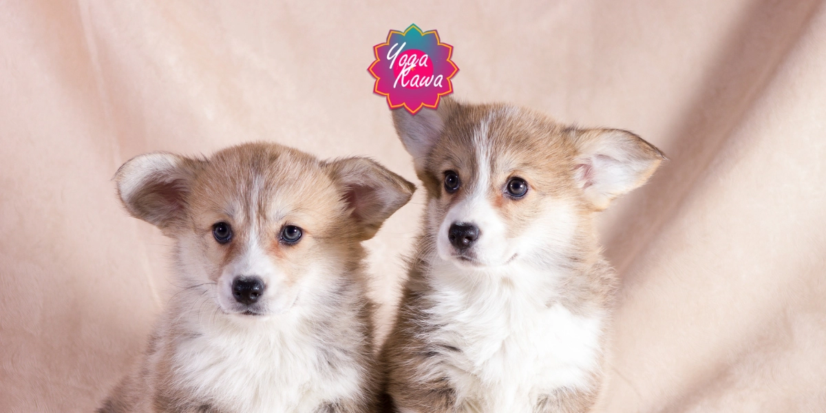 Image d'événement pour Puppy Yoga (Family & Adults) by Yoga Kawa Hamilton Corgi