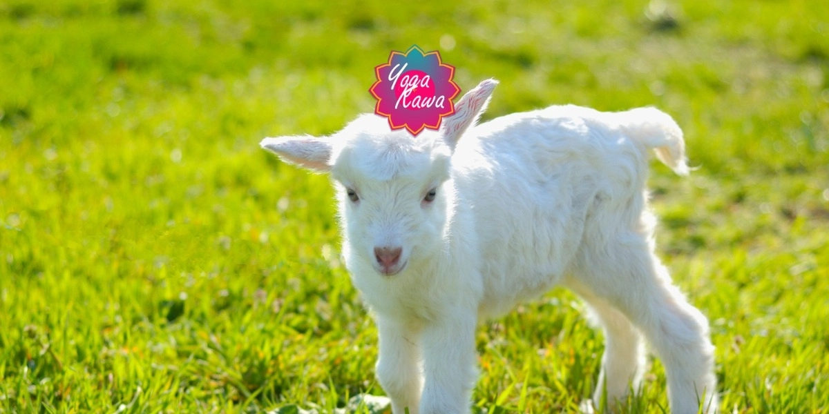 Image d'événement pour Goat Yoga by Yoga Kawa Mississauga