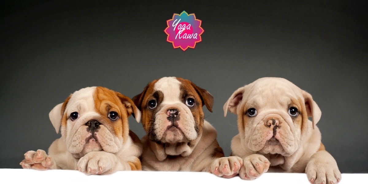 Event image for Puppy Yoga by Yoga Kawa Vaughan English Bulldogs