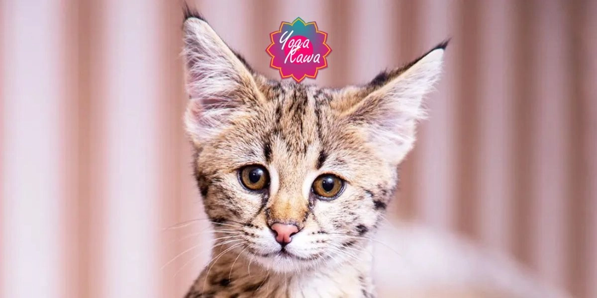 Image d'événement pour Kitten Yoga (Family-Friendly & Adults) Yoga Kawa Vaughan Savannah Kittens