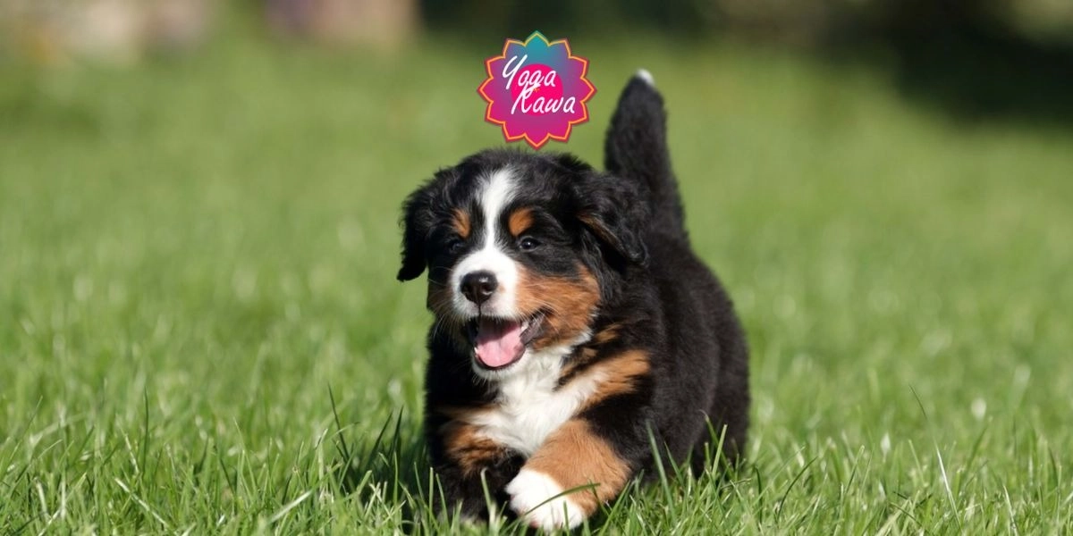 Image d'événement pour Puppy Yoga by Yoga Kawa Mississauga Bernese Puppies