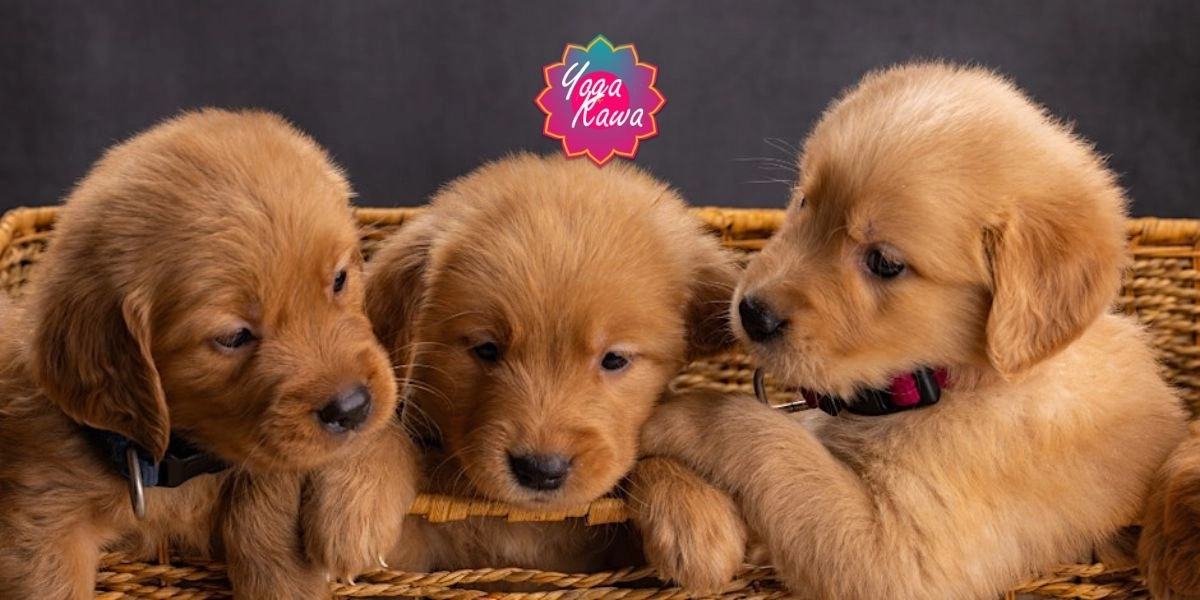 Event image for Puppy Yoga by Yoga Kawa Toronto with Golden / Husky Mix