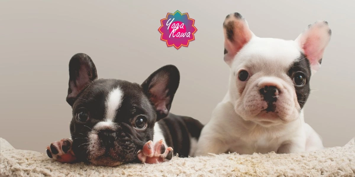 Event image for Puppy Yoga by Yoga Kawa Toronto Frenchies